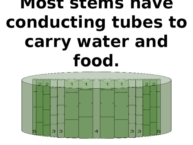 Most stems have conducting tubes to carry water and food.