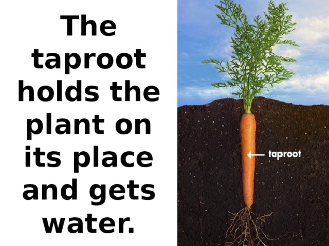The taproot holds the plant on its place and gets water.