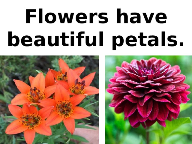 Flowers have beautiful petals.