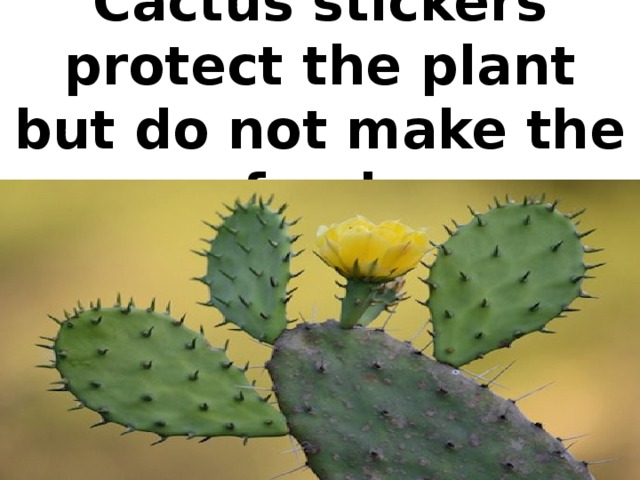 Cactus stickers protect the plant but do not make the food.