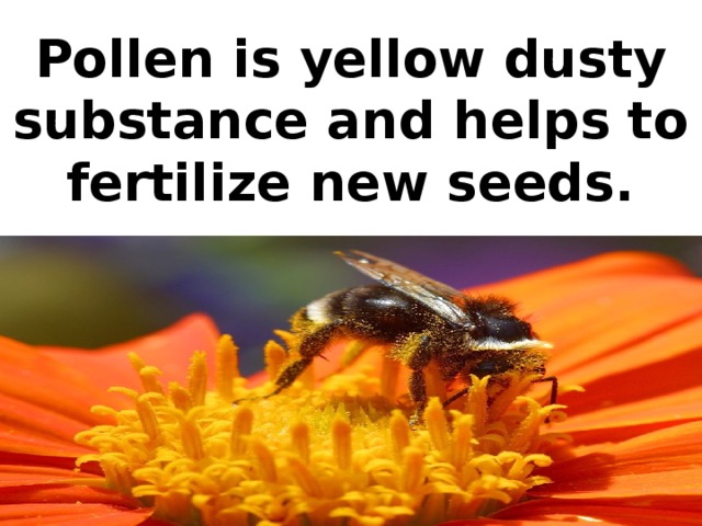 Pollen is yellow dusty substance and helps to fertilize new seeds.