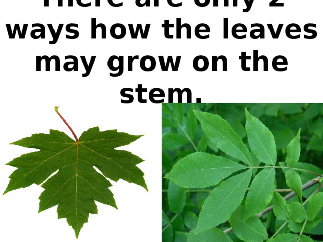 There are only 2 ways how the leaves may grow on the stem.