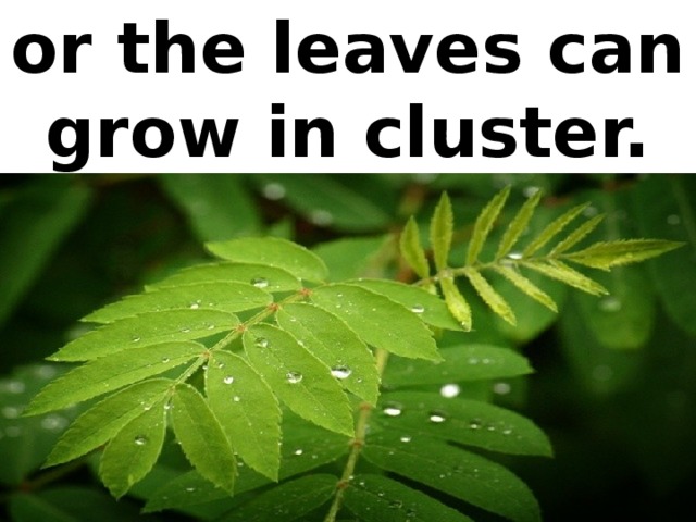 or the leaves can grow in cluster.