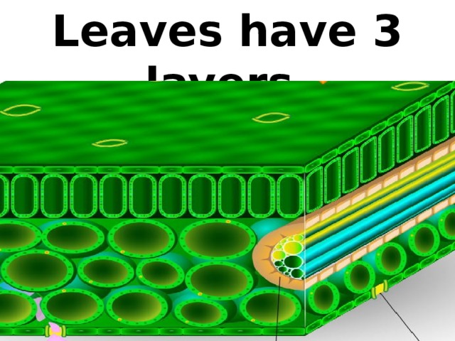 Leaves have 3 layers.