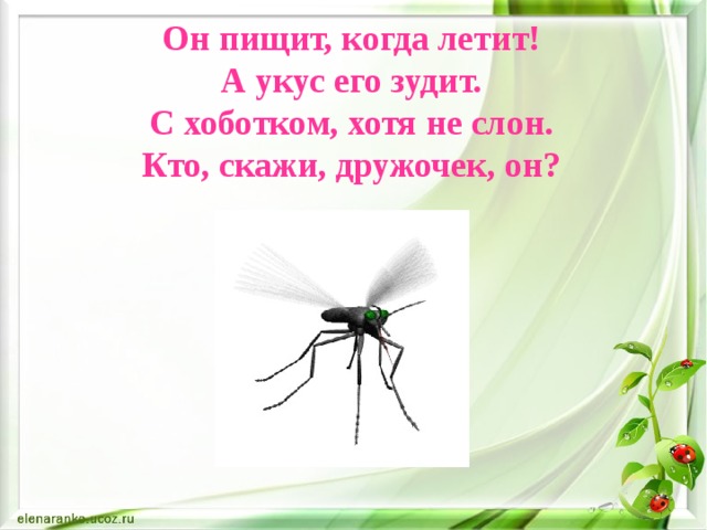 Он пищит, когда летит!  А укус его зудит.  С хоботком, хотя не слон.  Кто, скажи, дружочек, он?