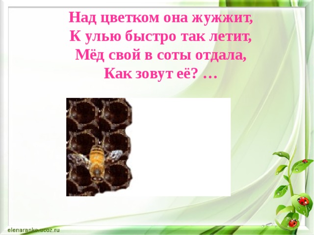 Над цветком она жужжит,  К улью быстро так летит,  Мёд свой в соты отдала,  Как зовут её? …