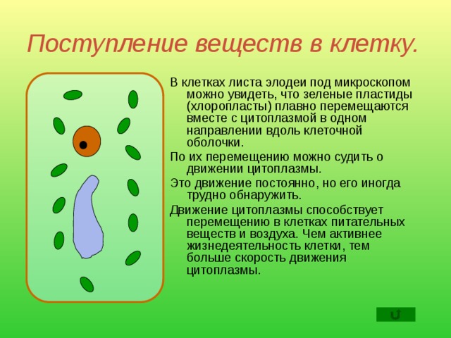 Поступление веществ в клетку. В клетках листа элодеи под микроскопом можно увидеть, что зеленые пластиды (хлоропласты) плавно перемещаются вместе с цитоплазмой в одном направлении вдоль клеточной оболочки. По их перемещению можно судить о движении цитоплазмы. Это движение постоянно, но его иногда трудно обнаружить. Движение цитоплазмы способствует перемещению в клетках питательных веществ и воздуха. Чем активнее жизнедеятельность клетки, тем больше скорость движения цитоплазмы.