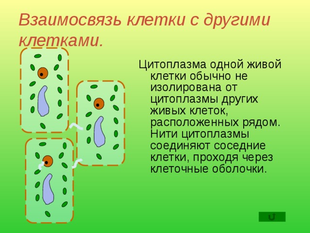 Взаимосвязь клетки с другими клетками. Цитоплазма одной живой клетки обычно не изолирована от цитоплазмы других живых клеток, расположенных рядом. Нити цитоплазмы соединяют соседние клетки, проходя через клеточные оболочки.