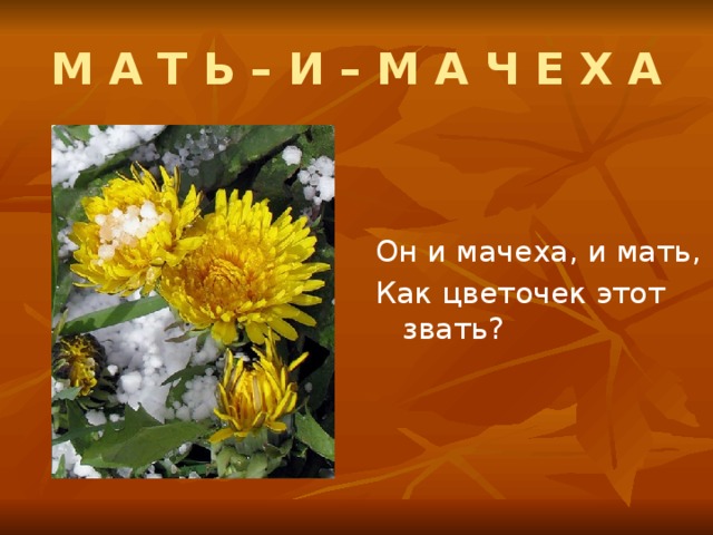 М А Т Ь – И – М А Ч Е Х А Он и мачеха, и мать, Как цветочек этот звать?