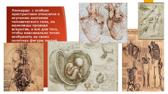 Леонардо  с особым пристрастием относился  к изучению анатомии человеческого тела, не единожды проводя вскрытия, а всё для  того, чтобы максимально точно изобразить на своих полотнах фигуры людей. 