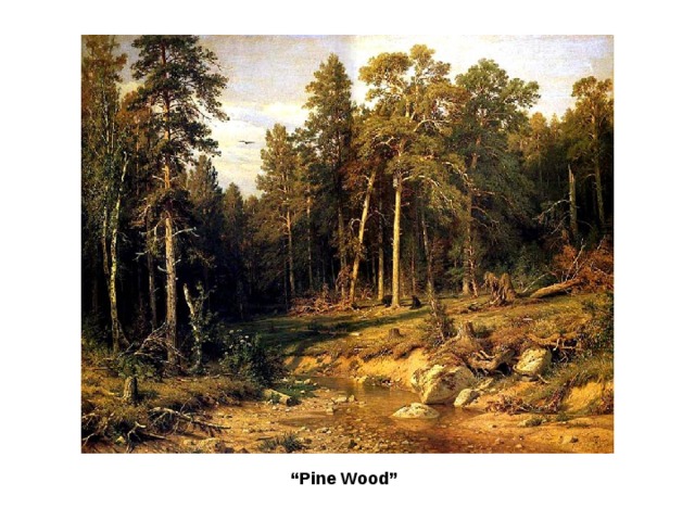 “ Pine Wood”