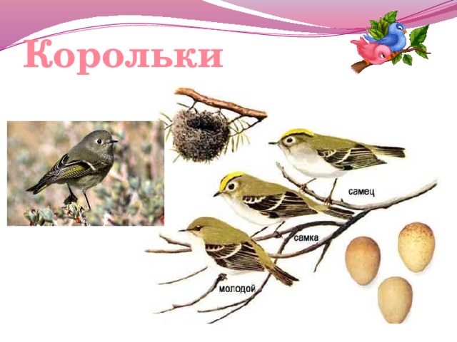 Корольки