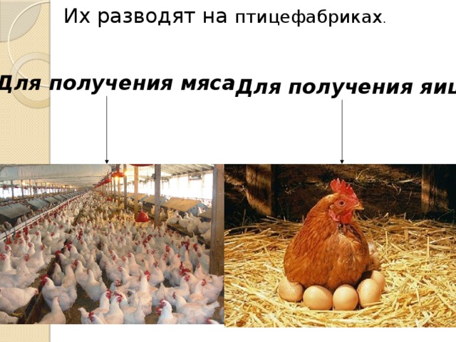 Их разводят на птицефабриках . Для получения мяса Для получения яиц