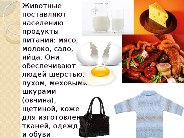 Животные поставляют населению продукты питания: мясо, молоко, сало, яйца. Они обеспечивают людей шерстью, пухом, меховыми шкурами (овчина), щетиной, кожей для изготовления тканей, одежды и обуви