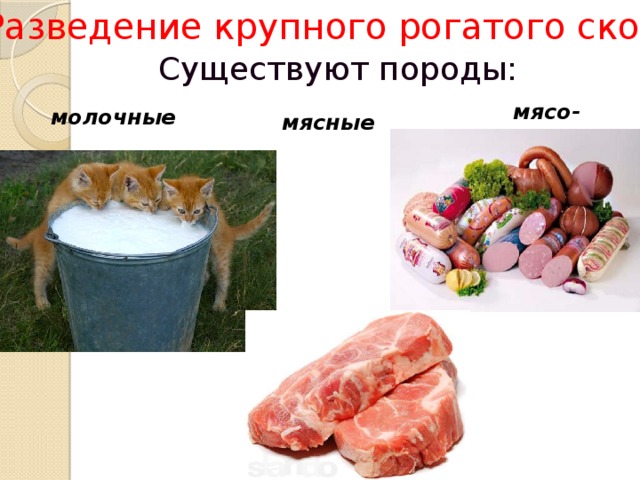 Разведение крупного рогатого скота Существуют породы: мясо- молочные молочные мясные