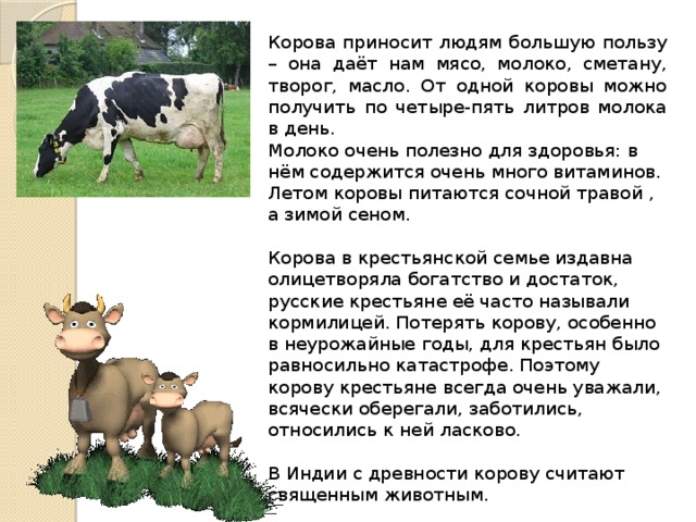 Домашнее животное корова окружающий мир. Сообщение о корове. Корова описание. Корова краткая информация. История коровы.