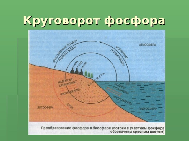 Круговорот фосфора