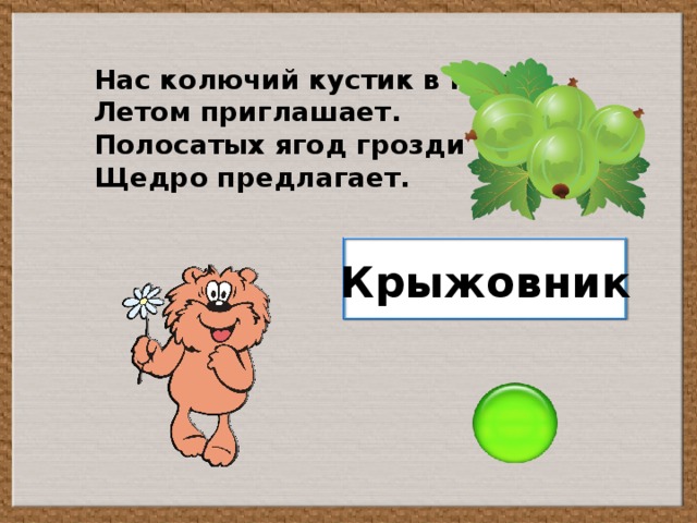 Нас колючий кустик в гости Летом приглашает. Полосатых ягод грозди Щедро предлагает. Крыжовник