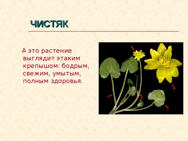 ЧИСТЯК  А это растение выглядит этаким крепышом: бодрым, свежим, умытым, полным здоровья.