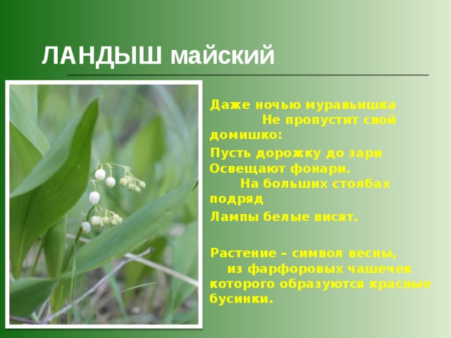 ЛАНДЫШ майский  Даже ночью муравьишка Не пропустит свой домишко:  Пусть дорожку до зари Освещают фонари. На больших столбах подряд  Лампы белые висят.   Растение – символ весны, из фарфоровых чашечек которого образуются красные бусинки.