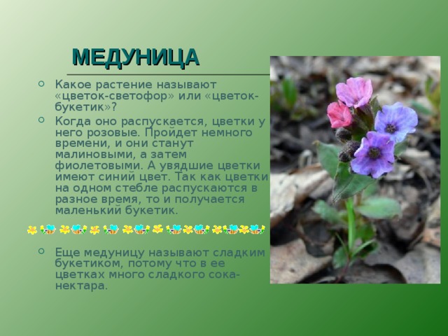 МЕДУНИЦА