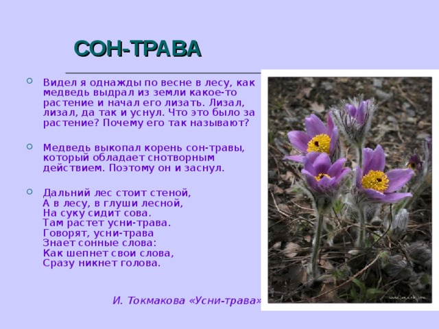 СОН-ТРАВА Видел я однажды по весне в лесу, как медведь выдрал из земли какое-то растение и начал его лизать. Лизал, лизал, да так и уснул. Что это было за растение? Почему его так называют? Медведь выкопал корень сон-травы, который обладает снотворным действием. Поэтому он и заснул.  Дальний лес стоит стеной,  А в лесу, в глуши лесной,  На суку сидит сова.  Там растет усни-трава.  Говорят, усни-трава  Знает сонные слова:  Как шепнет свои слова,  Сразу никнет голова.   И. Токмакова «Усни-трава»