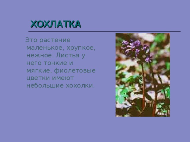 ХОХЛАТКА  Это растение маленькое, хрупкое, нежное. Листья у него тонкие и мягкие, фиолетовые цветки имеют небольшие хохолки.