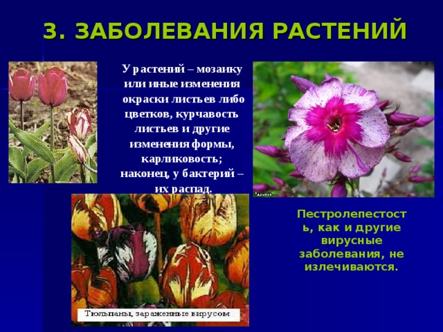 3. ЗАБОЛЕВАНИЯ РАСТЕНИЙ  У растений – мозаику  или иные изменения  окраски листьев либо  цветков, курчавость  листьев и другие  изменения формы,  карликовость;  наконец, у бактерий –  их распад.  Пестролепестость, как и другие вирусные заболевания, не излечиваются.