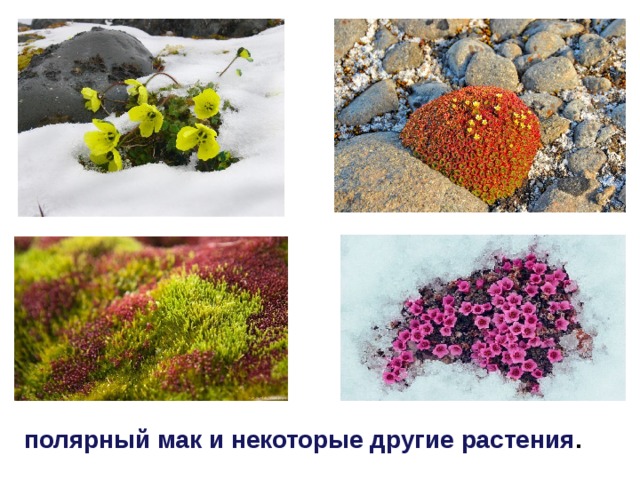 полярный мак и некоторые другие растения .