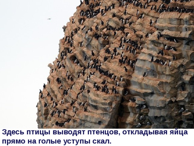 Здесь птицы выводят птенцов, откладывая яйца прямо на голые уступы скал.