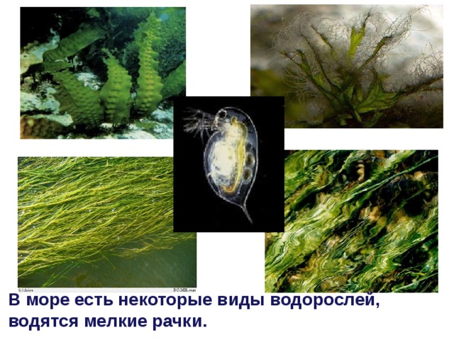 В море есть некоторые виды водорослей, водятся мелкие рачки.