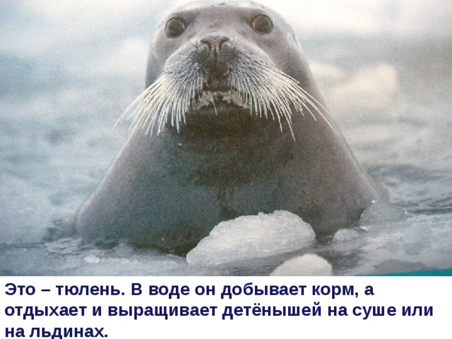 Это – тюлень. В воде он добывает корм, а отдыхает и выращивает детёнышей на суше или на льдинах.