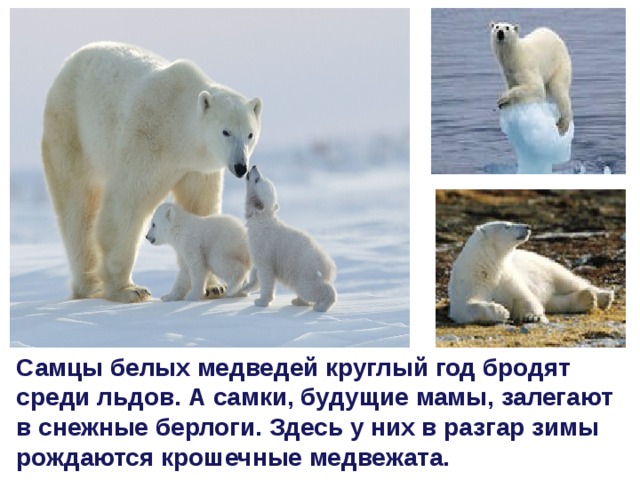 Самцы белых медведей круглый год бродят среди льдов. А самки, будущие мамы, залегают в снежные берлоги. Здесь у них в разгар зимы рождаются крошечные медвежата.