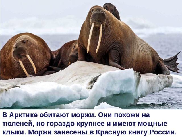 В Арктике обитают моржи. Они похожи на тюленей, но гораздо крупнее и имеют мощные клыки. Моржи занесены в Красную книгу России.