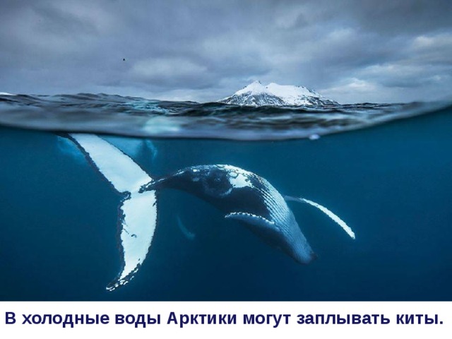В холодные воды Арктики могут заплывать киты.