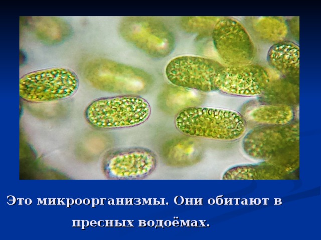 Это микроорганизмы. Они обитают в пресных водоёмах.