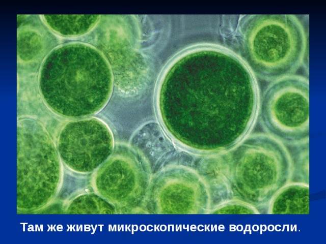 Там же живут микроскопические водоросли .