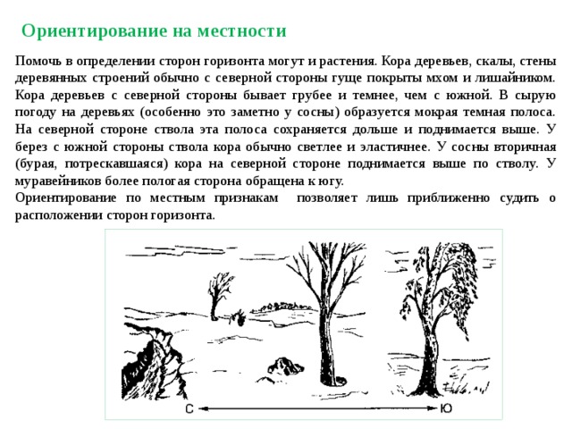 Ориентирование на местности Помочь в определении сторон горизонта могут и растения. Кора деревьев, скалы, стены деревянных строений обычно с северной стороны гуще покрыты мхом и лишайником. Кора деревьев с северной стороны бывает грубее и темнее, чем с южной. В сырую погоду на деревьях (особенно это заметно у сосны) образуется мокрая темная полоса. На северной стороне ствола эта полоса сохраняется дольше и поднимается выше. У берез с южной стороны ствола кора обычно светлее и эластичнее. У сосны вторичная (бурая, потрескавшаяся) кора на северной стороне поднимается выше по стволу. У муравейников более пологая сторона обращена к югу. Ориентирование по местным признакам позволяет лишь приближенно судить о расположении сторон горизонта.