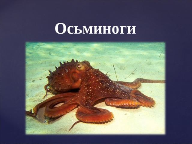 Осьминоги