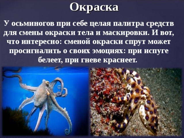 Окраска У осьминогов при себе целая палитра средств для смены окраски тела и маскировки. И вот, что интересно: сменой окраски спрут может просигналить о своих эмоциях: при испуге белеет, при гневе краснеет.