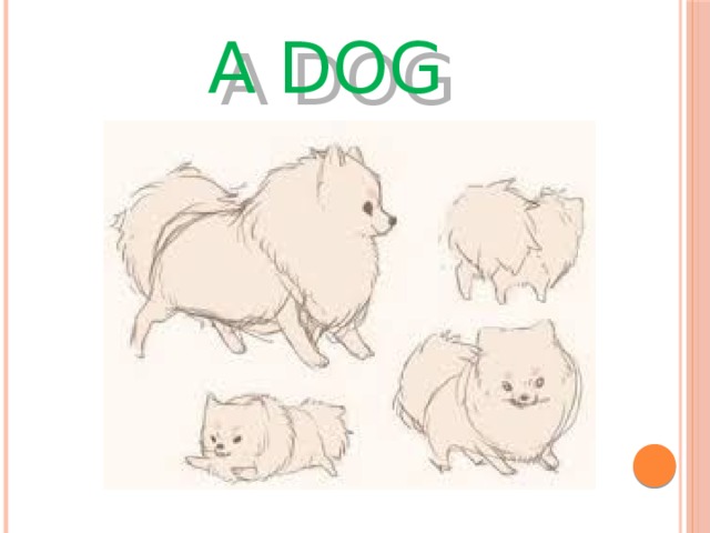 A dog