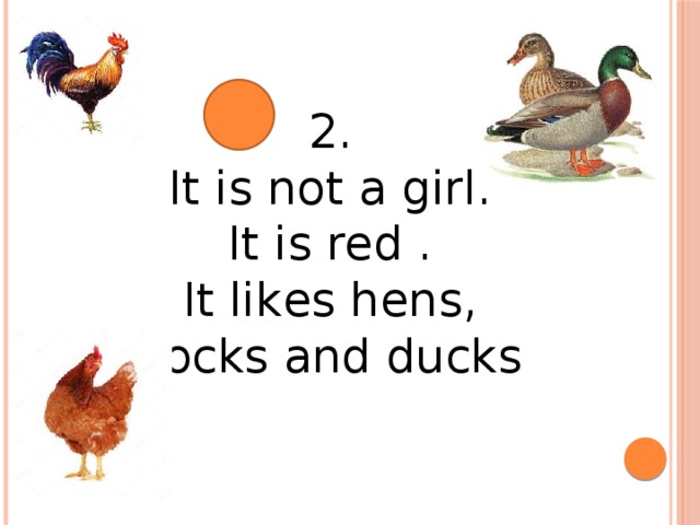 2. It is not a girl. It is red . It likes hens, coсks and ducks