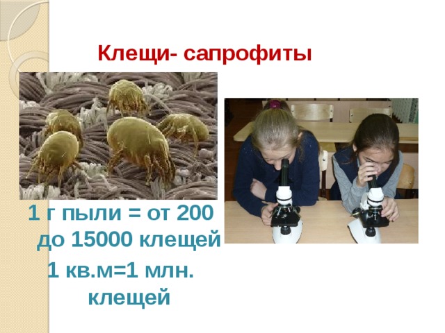 Клещи- сапрофиты 1 г пыли = от 200 до 15000 клещей 1 кв.м=1 млн. клещей