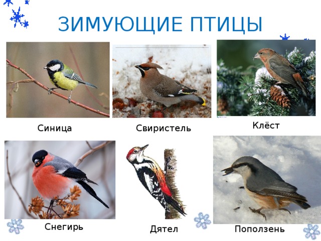 Презентация 1 класс где зимуют птицы школа россии 1 класс