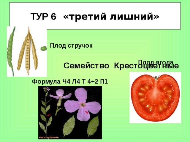 ТУР 6 «третий лишний»   Плод стручок Плод ягода Семейство Крестоцветные Формула Ч4 Л4 Т 4+2 П1