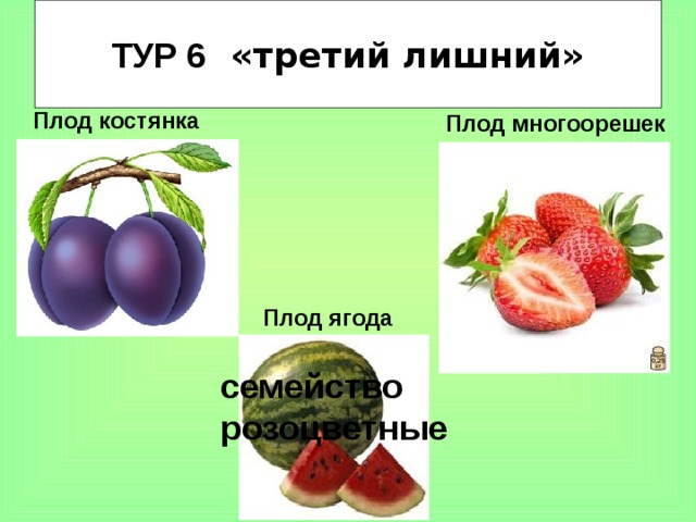 ТУР 6 «третий лишний»   Плод костянка Плод многоорешек Плод ягода семейство розоцветные