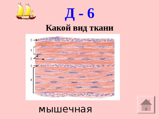 Д - 6 Какой вид ткани    мышечная