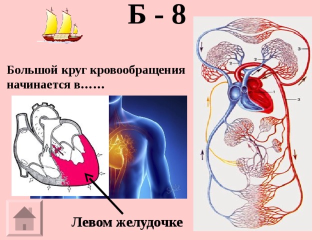 Б - 8   Большой круг кровообращения начинается в…… Левом желудочке