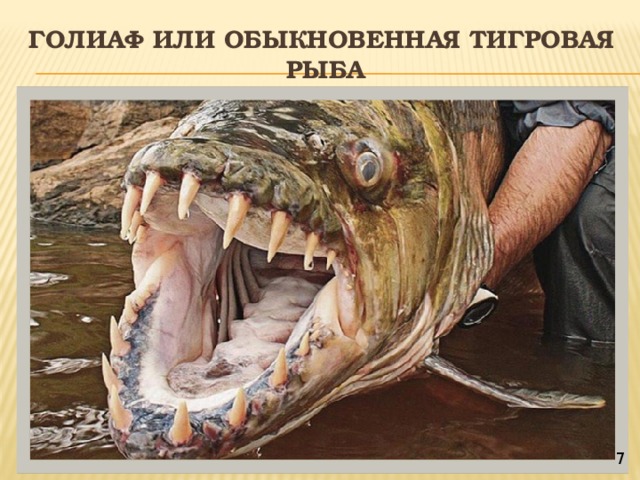 Голиаф или Обыкновенная тигровая  рыба 7