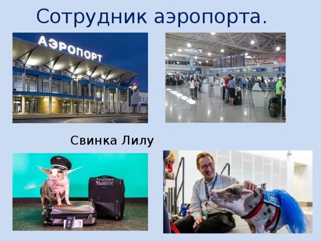 Сотрудник аэропорта. Свинка Лилу